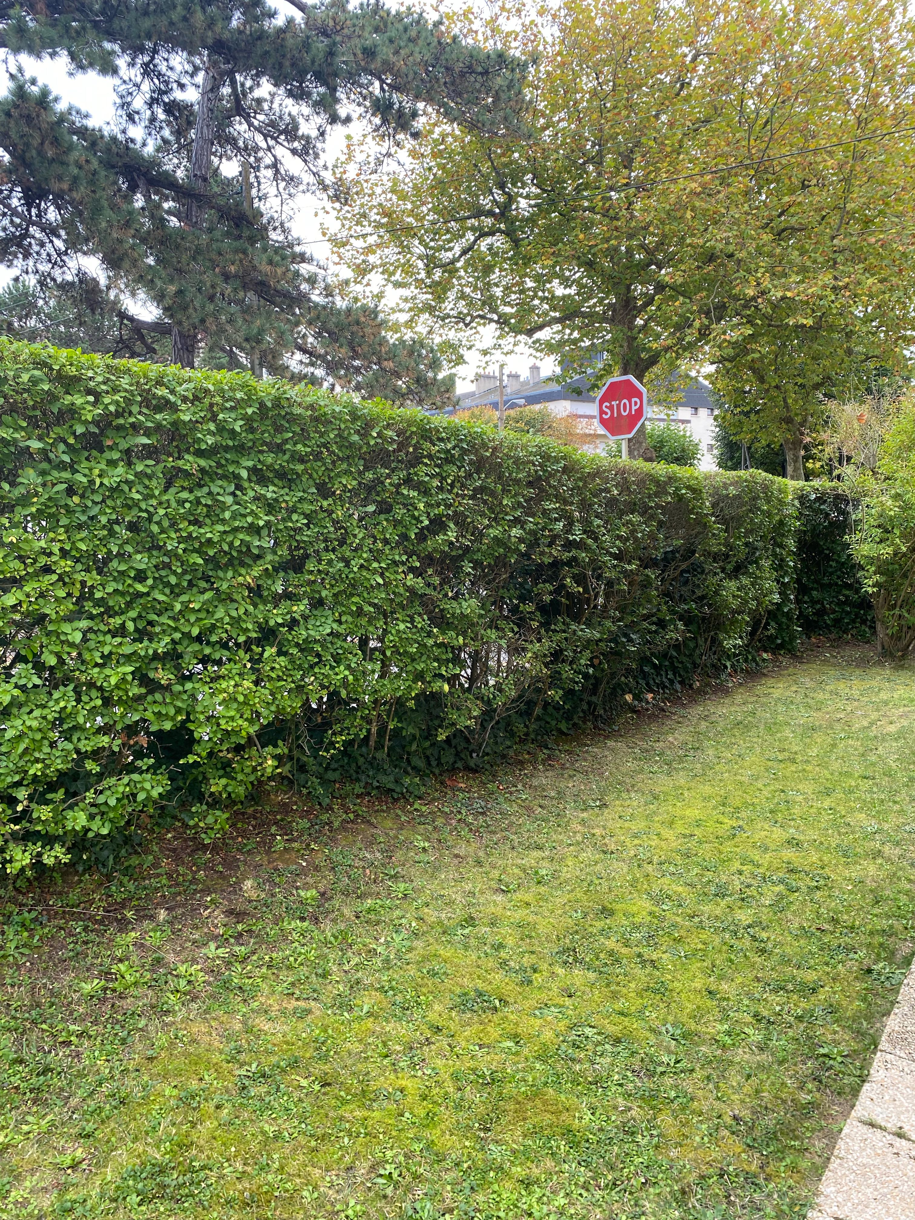 Thomas, jardinier à Auvillars (14340) | CMonJardinier